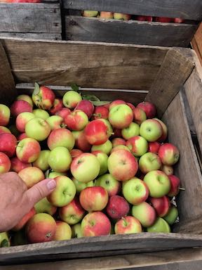 Apples
