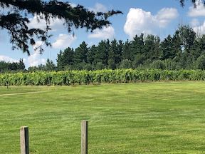 Grapes from St Croix Vineyards