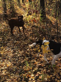 2 dogs