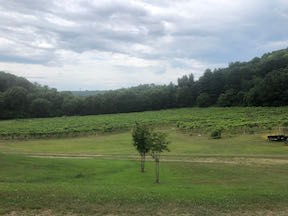 Grape vines