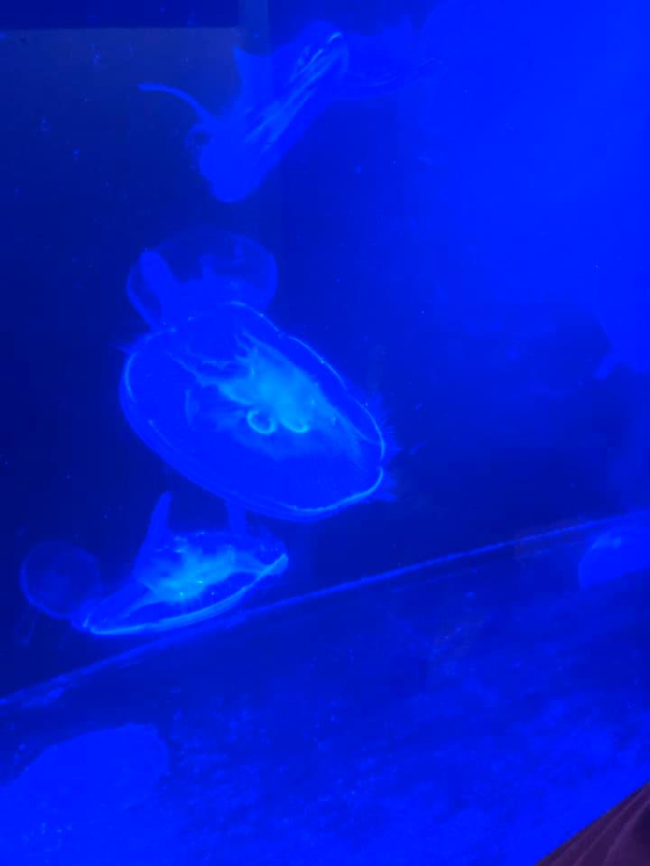 Jellyfish seaquest Roseville MN