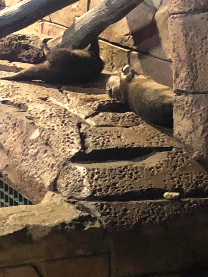 Sea Otters